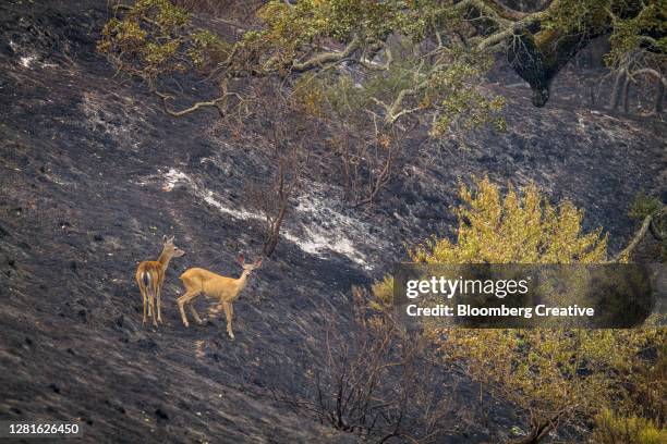 deer caught in wildfires - california fire stock pictures, royalty-free photos & images