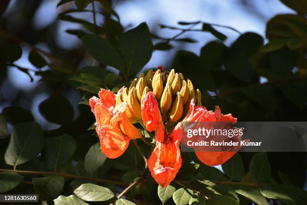 crimson red african tulip tree flowers. spathodea companulata. fountain tree flowers.. - african tulip tree stock pictures, royalty-free photos & images