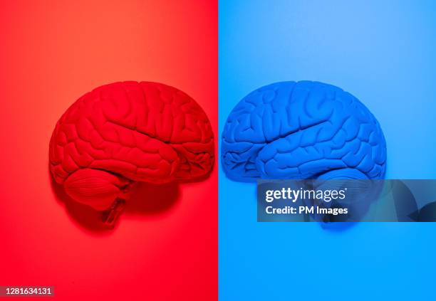 red and blue brains facing off - parti démocrate etats unis photos et images de collection