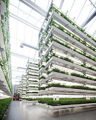 Large vertical farm inside a greenhouse image generated digitally