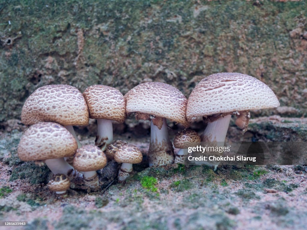 Poisonous mushrooms that occur in nature.