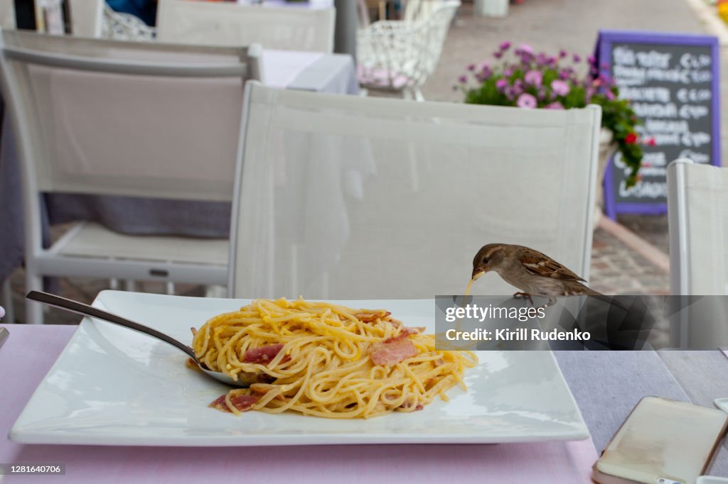A house sparrow feasting on carbonara pasta