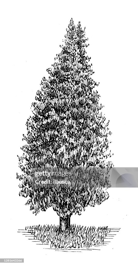 Antike Illustration von Wacholder