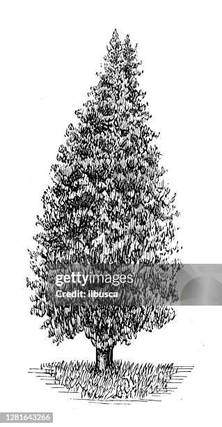 antique illustration of juniper - thuja plicata stock illustrations