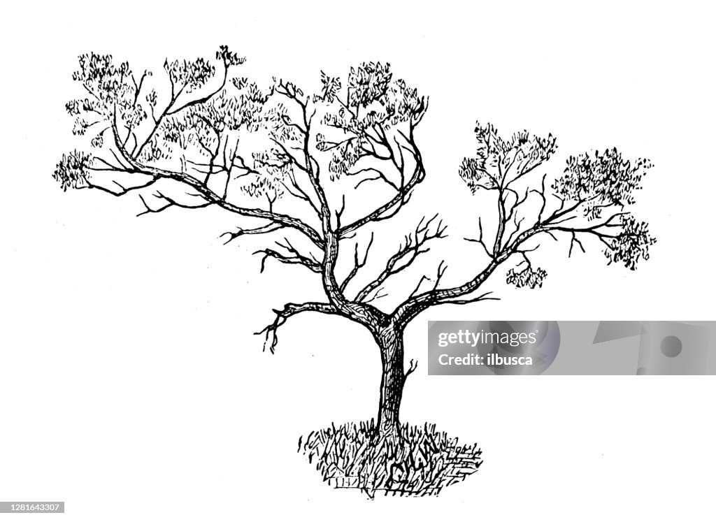 Antique illustration of Juniper