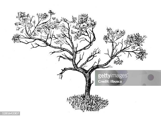 antique illustration of juniper - juniperus stock illustrations