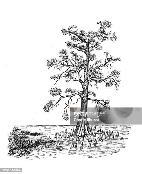antique illustration of bald cypress, swamp form, aerating roots - bald cypress tree stock illustrations