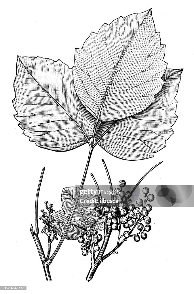 Antique illustration of poison ivy (Rhus radicans)