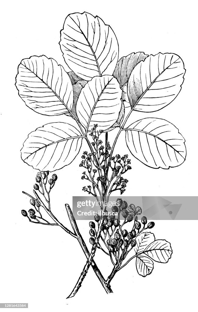 Antique illustration of Poison Oak (Rhus diversiloba)