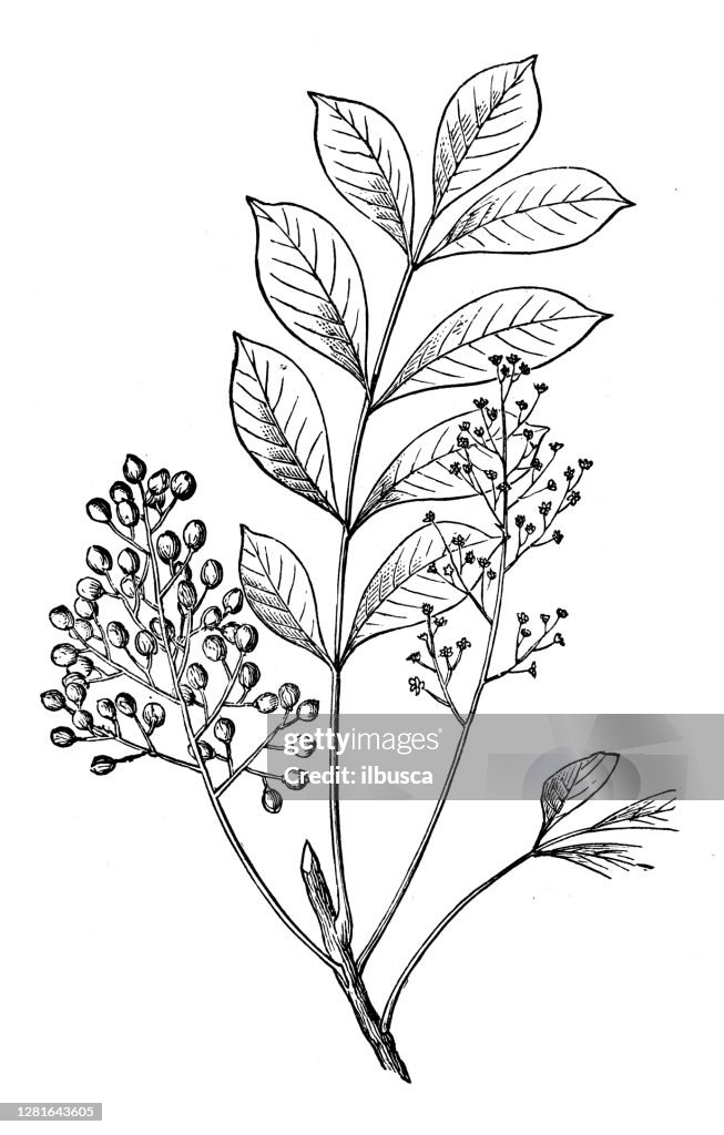 Antique illustration of poison sumac (Rhus vernix)