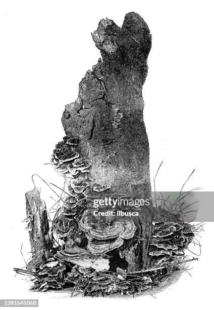 Rot Pattern Drawing Rotting Drawing Photos and Premium High Res Pictures - Getty Images