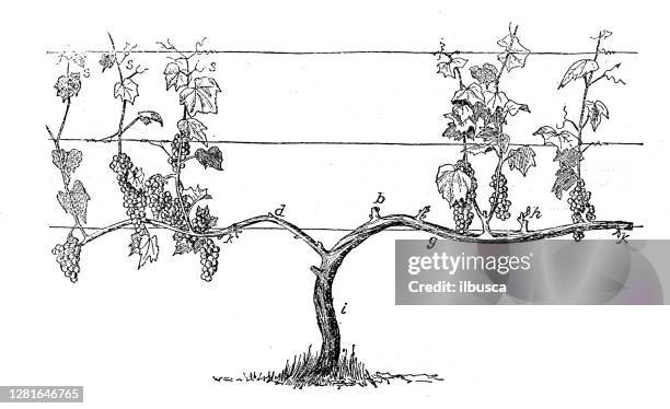 antike illustration der weinberg trauben ausbildung - rankenpflanze stock-grafiken, -clipart, -cartoons und -symbole