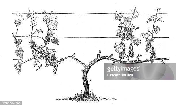 illustrations, cliparts, dessins animés et icônes de illustration antique de la formation de raisin de vignoble - plante grimpante et vigne