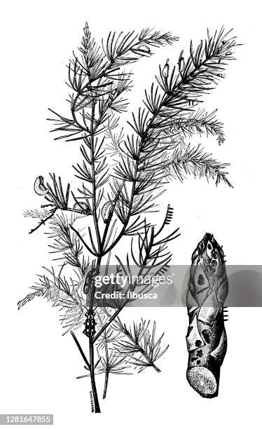 antique illustration of asparagus beetle - asparagus beetle stock illustrations