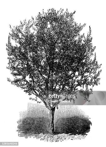 antique illustration of young mission olive tree - old olive tree stock illustrations