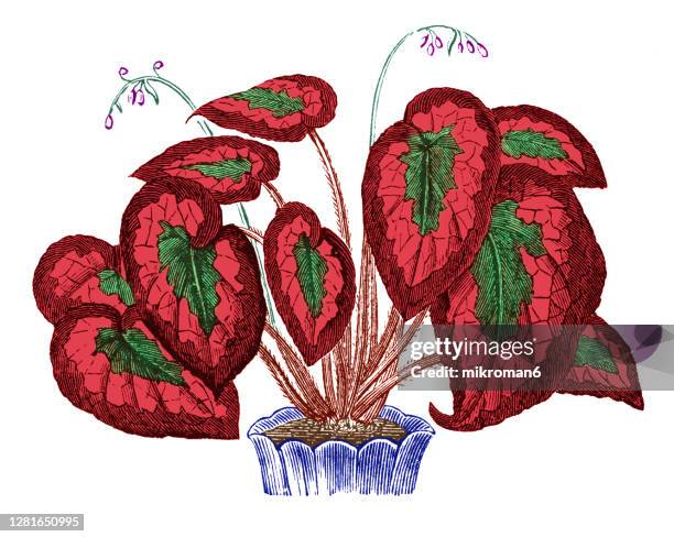 old engraved illustration of botany, rex begonias (begonia rex) - flower pot illustration stock pictures, royalty-free photos & images