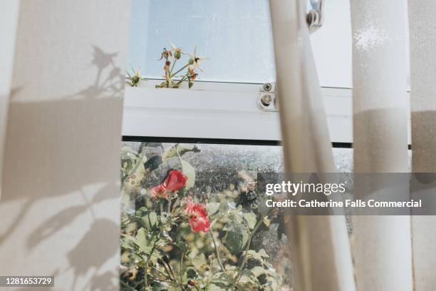 rambling rose plant growing up through an open window, peeking out from between vertical blinds. - window ajar stock pictures, royalty-free photos & images