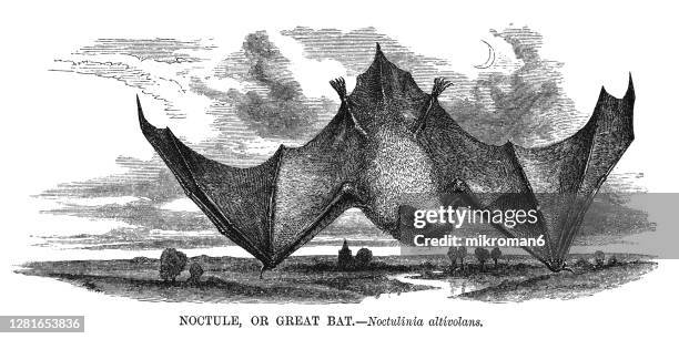 old engraved illustration of common noctule bat (nyctalus noctula) - chiroptera animal - noctule bat stock pictures, royalty-free photos & images