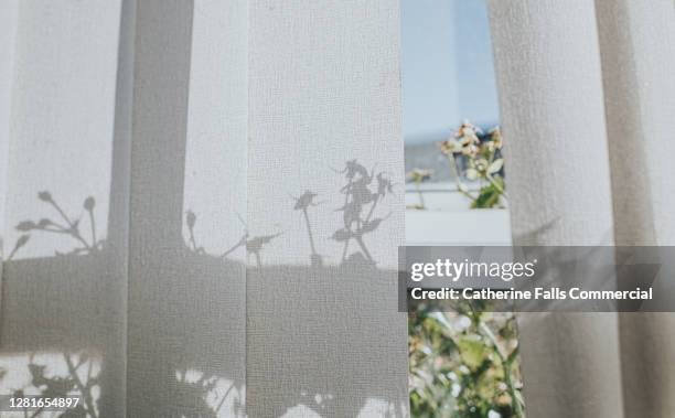 plant outside a window creates a silhouette on vertical blinds - window with view on garden stockfoto's en -beelden