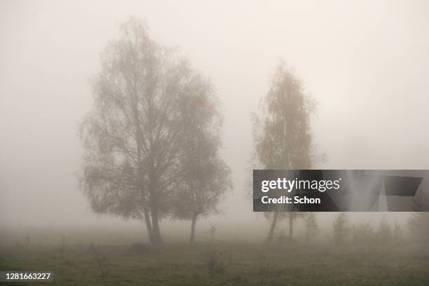 two deciduous trees in a pasture in fog in autumn - grey color stock pictures, royalty-free photos & images