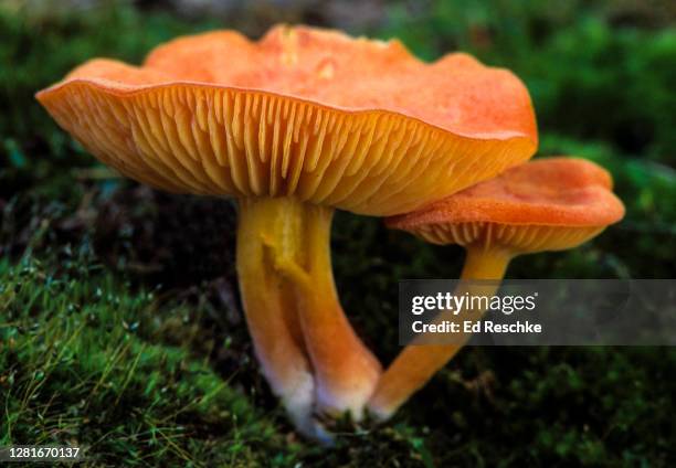 gilled mushroom (hygrophorus sp) - basidiospore stockfoto's en -beelden