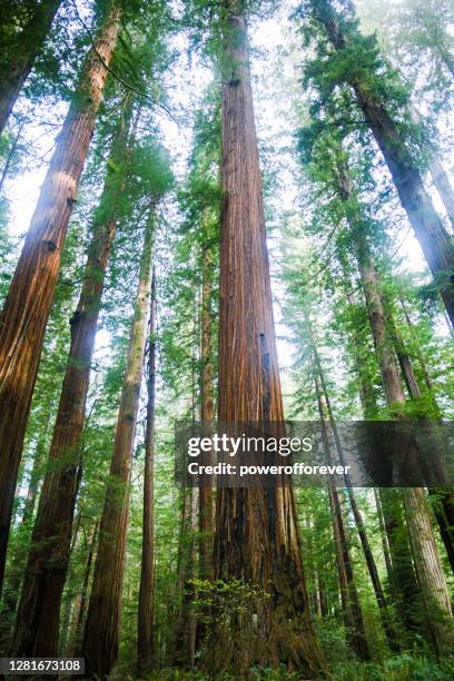 giant sequoia trees at humboldt redwoods state park in california, united states - redwood forest stock pictures, royalty-free photos & images