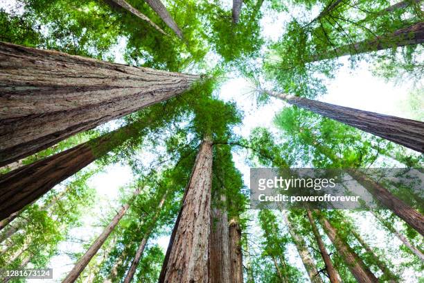 巨型紅杉樹在洪堡紅杉州立公園在加利福尼亞州,美國 - humboldt redwoods state park ��個照片及圖片檔