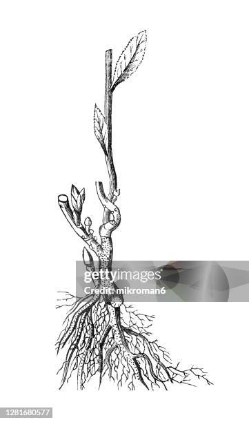 Section Drawing Roots Roots Cross Section Drawing Photos and Premium High Res Pictures ...