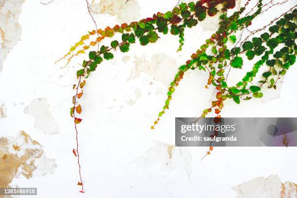 ivy on chipped white wall - paint branch stock pictures, royalty-free photos & images