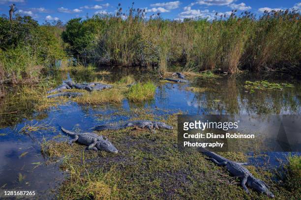 4,763 Everglades Animals Photos and Premium High Res Pictures - Getty Images