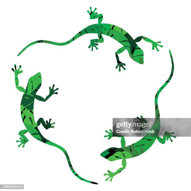 three palm leaf geckos - gecko stock illustrations