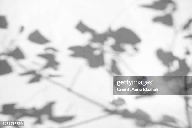 trendy photography effect of plant leaves shadow, sun light reflection over white background for overlay - schaduw in het middelpunt stockfoto's en -beelden