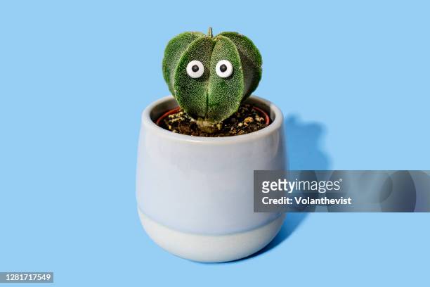 funny cactus with eyes on a ceramic pot on blue background - cactus plant stockfoto's en -beelden
