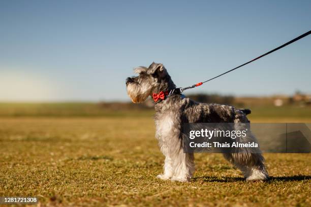 schnauzer auf dem rasen - schnauzer stock-fotos und bilder