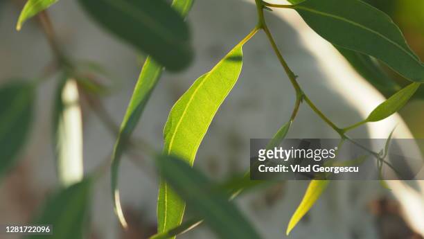 eucalyptus leaf in delight - eucalyptus leaf stock pictures, royalty-free photos & images