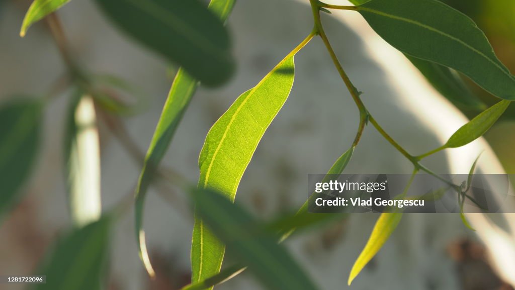 Eucalyptus Leaf In Delight