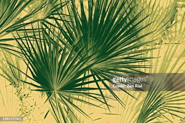 palm leaves color converted to emphasize tropical foliage patterns on yellow background - waaierpalm stockfoto's en -beelden