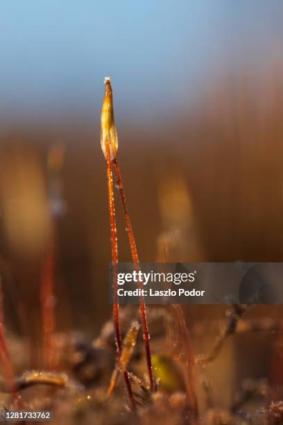 Capsule Example Botany 119 Capsule (Botany) Stock Photos, High-Res Pictures, and Images ...