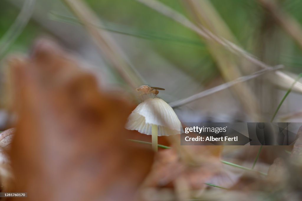 Pilz wald boden in bodenhöhe makroaufnahme