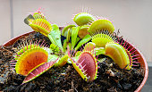 Venus flytrap plant in pot