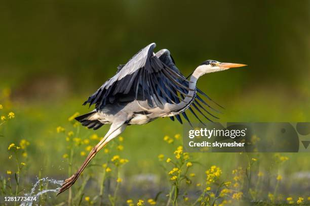 gray heron flying in wilderness. - gray heron stock pictures, royalty-free photos & images