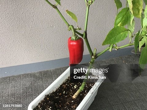 Ripe red peppers in the vegetable garden on the balcony Ripe red peppers in the vegetable garden on the balcony