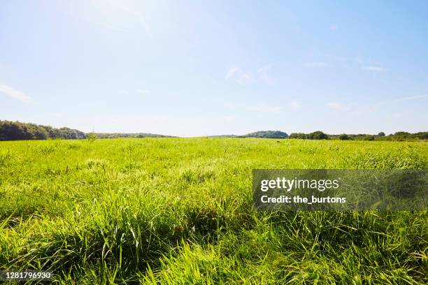 green meadow against blue sky in summer - pasture fotografías e imágenes de stock