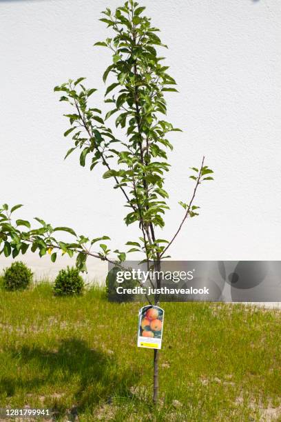 young apple tree cultivar retina fruit - malus domestica cultivar stock pictures, royalty-free photos & images