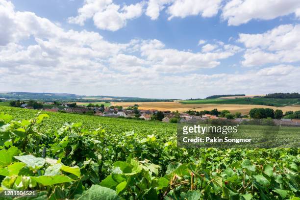 row vine grape in champagne vineyards at montagne de reims. - ile de france stock pictures, royalty-free photos & images