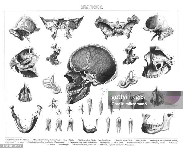 Human Skull Diagram Photos et images de collection - Getty Images