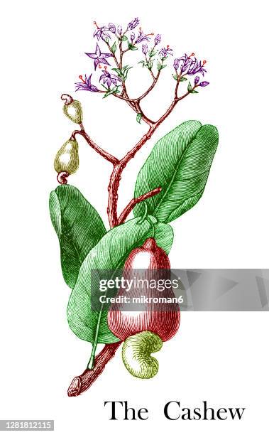 old engraved illustration of botany, the cashew tree (anacardium occidentale) - cashew illustration stock pictures, royalty-free photos & images