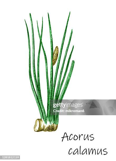 old engraved illustration of botany, the sweet flag or calamus (acorus calamus) - sweet flag or calamus (acorus calamus) stock pictures, royalty-free photos & images