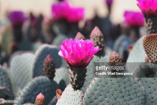pretty in pink - arizona cactus stock-fotos und bilder
