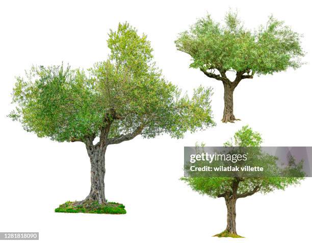 olive tree on a white background - bonsai tree foto e immagini stock